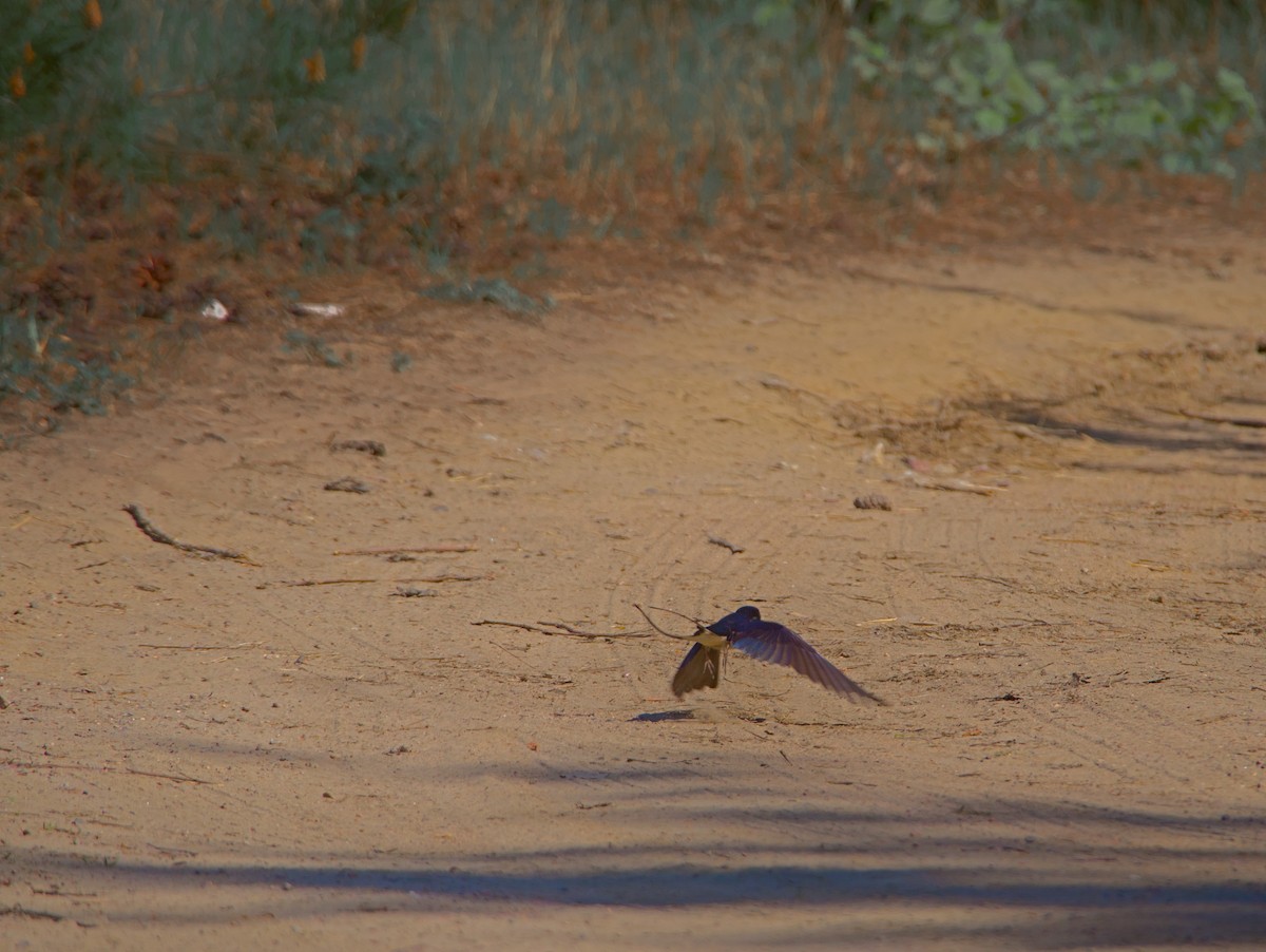 Barn Swallow - ML619807303