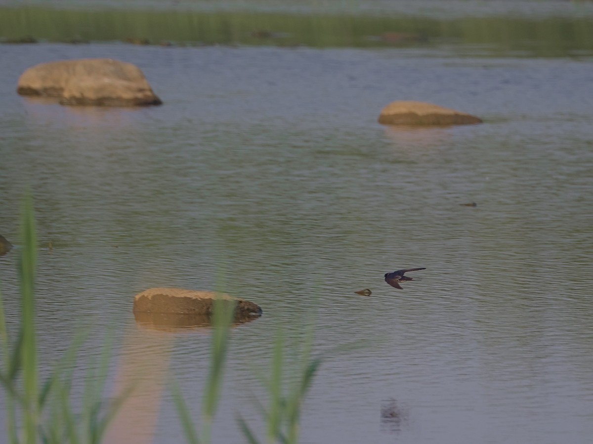 Barn Swallow - ML619807307