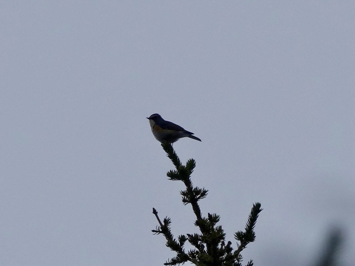 Red-flanked Bluetail - ML619807321