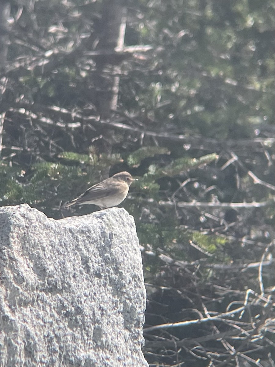 Bicknell's Thrush - ML619807324