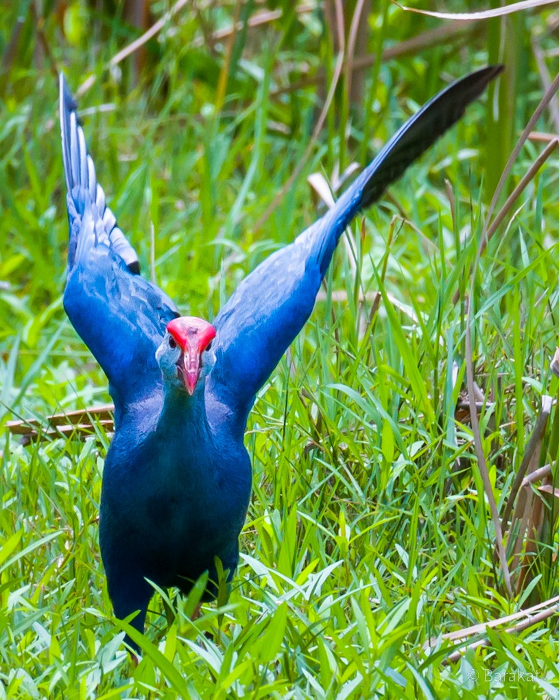 Gray-headed Swamphen - ML619807327