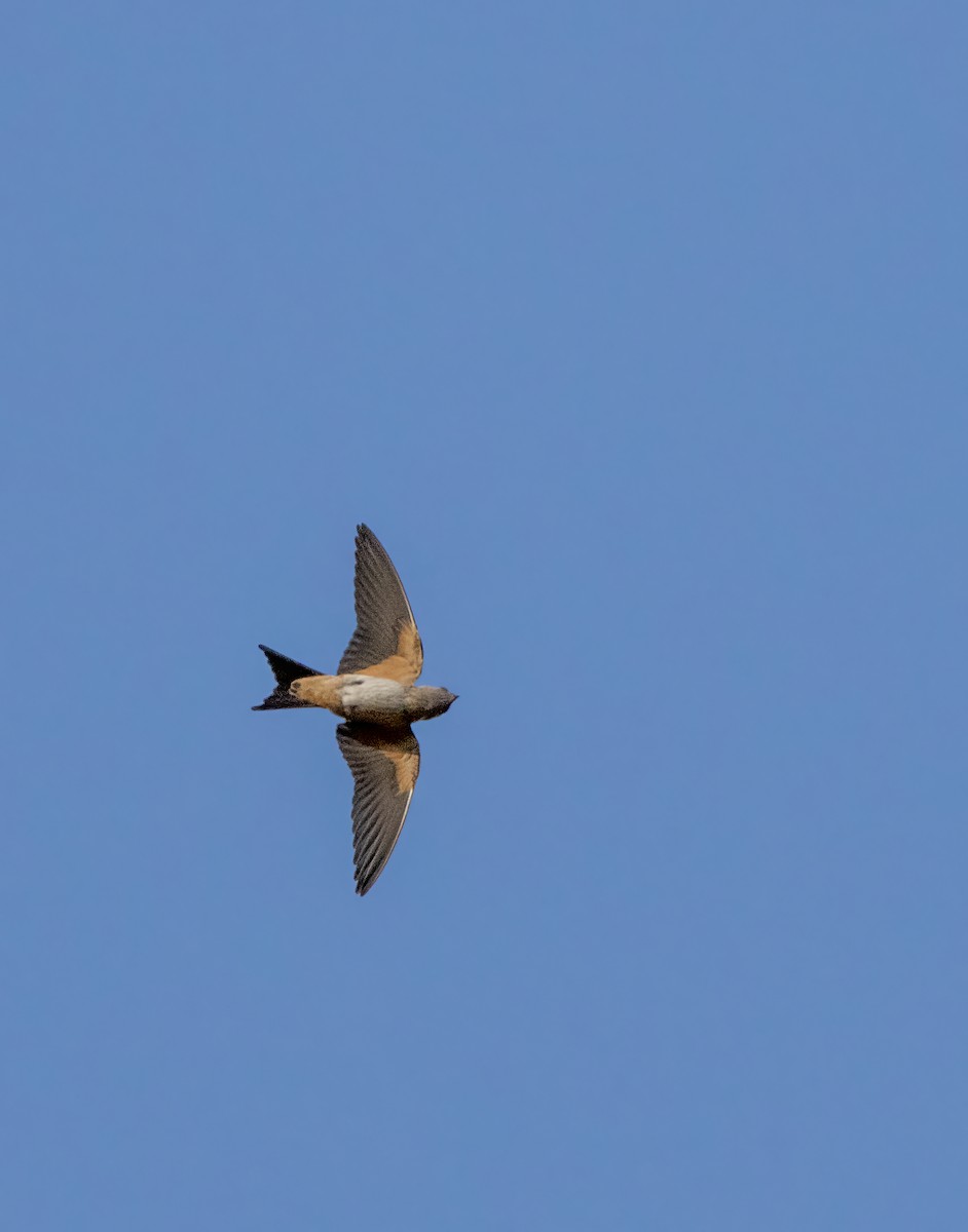 Red-rumped Swallow - ML619807333