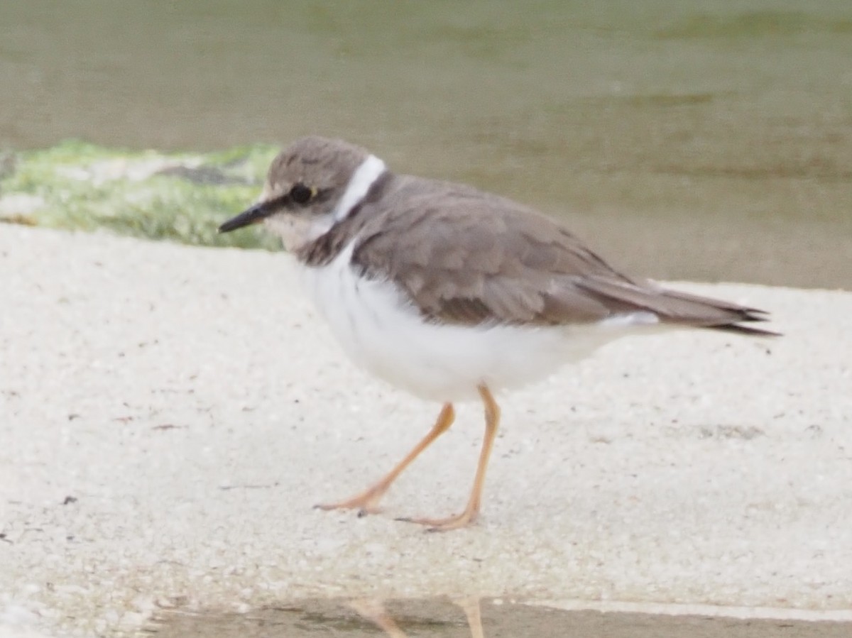 Little Ringed Plover (curonicus) - ML619807336