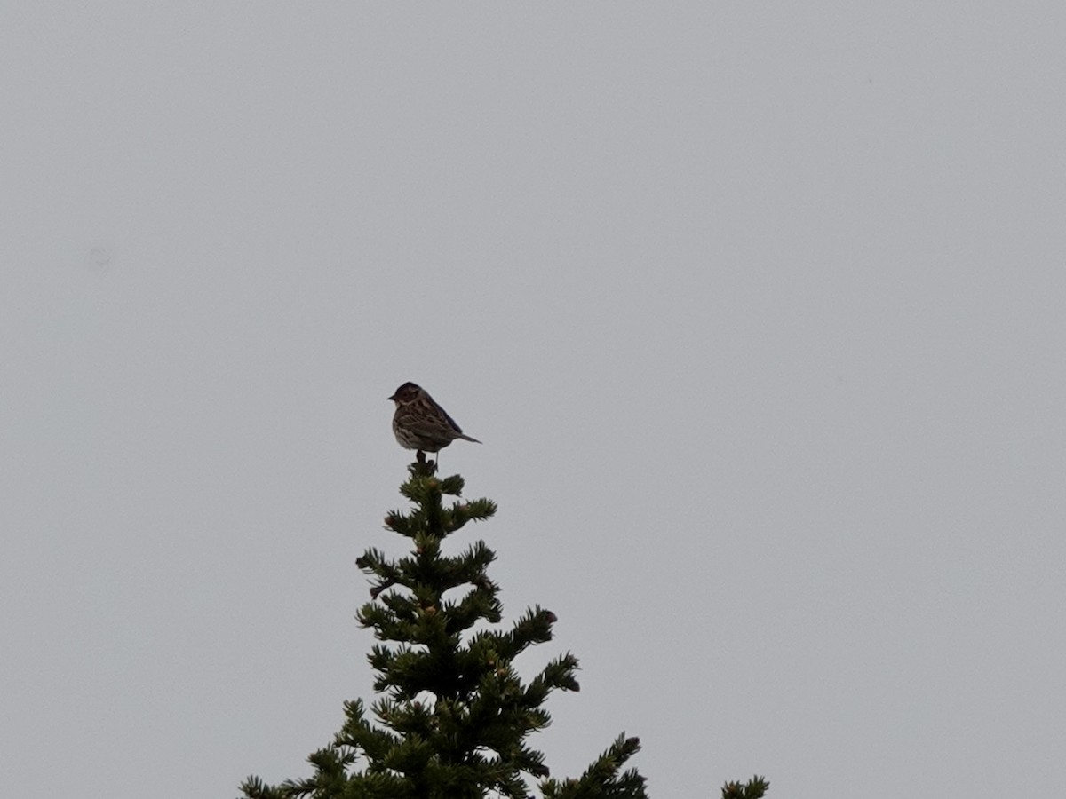 Little Bunting - ML619807358