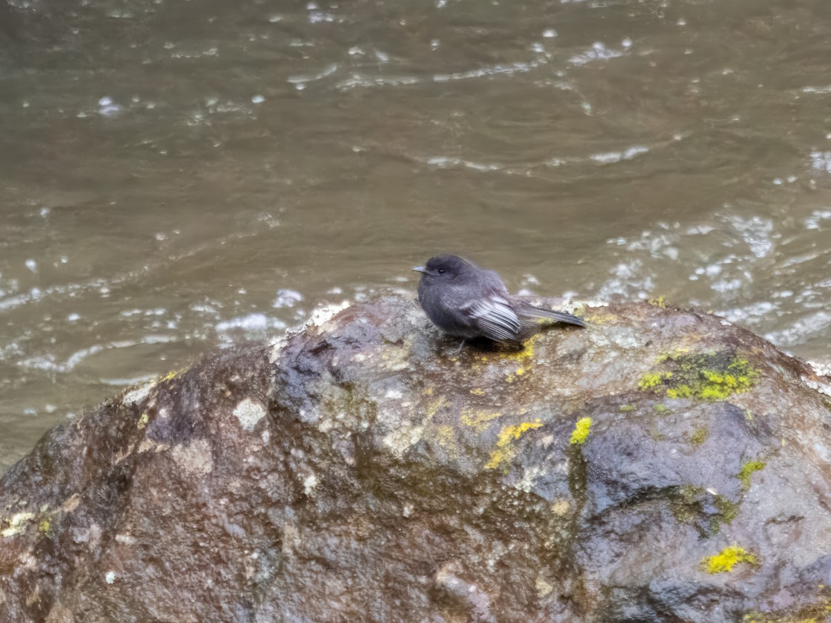 Torrent Tyrannulet - ML619807360