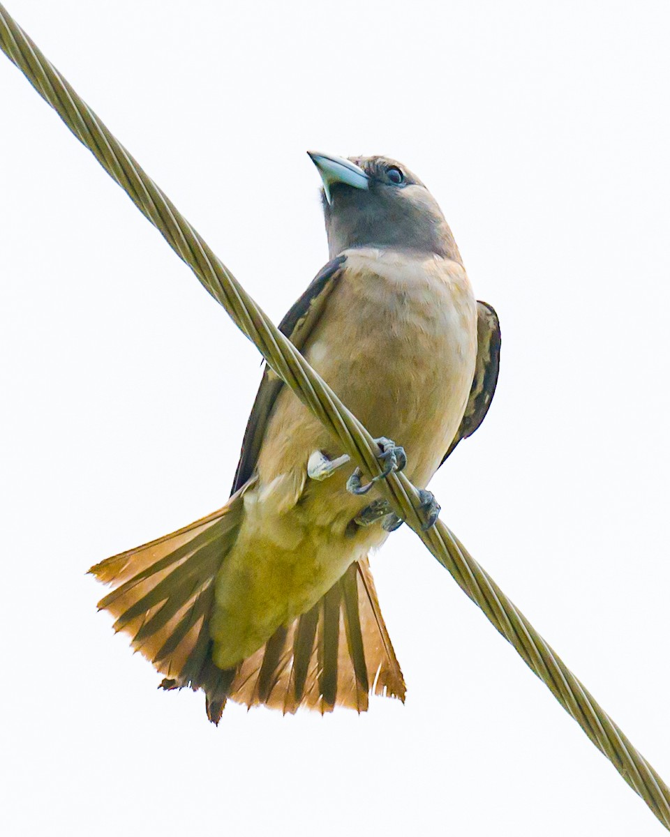 Ashy Woodswallow - ML619807371