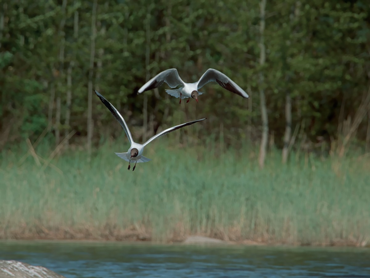 Black-headed Gull - ML619807374