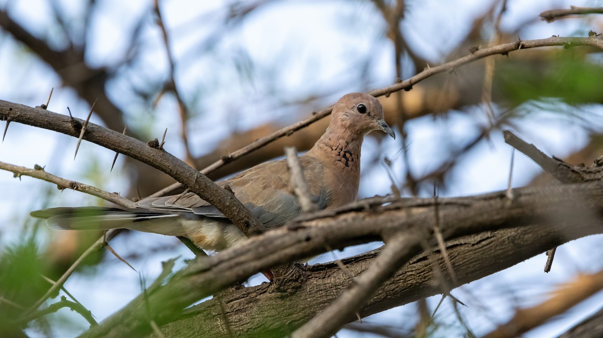 Laughing Dove - ML619807379