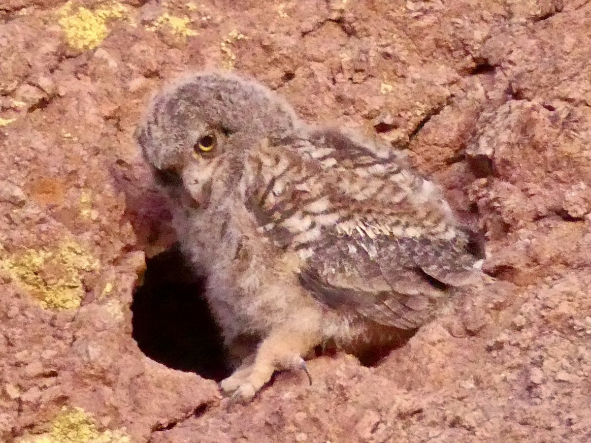 Great Horned Owl - ML619807384