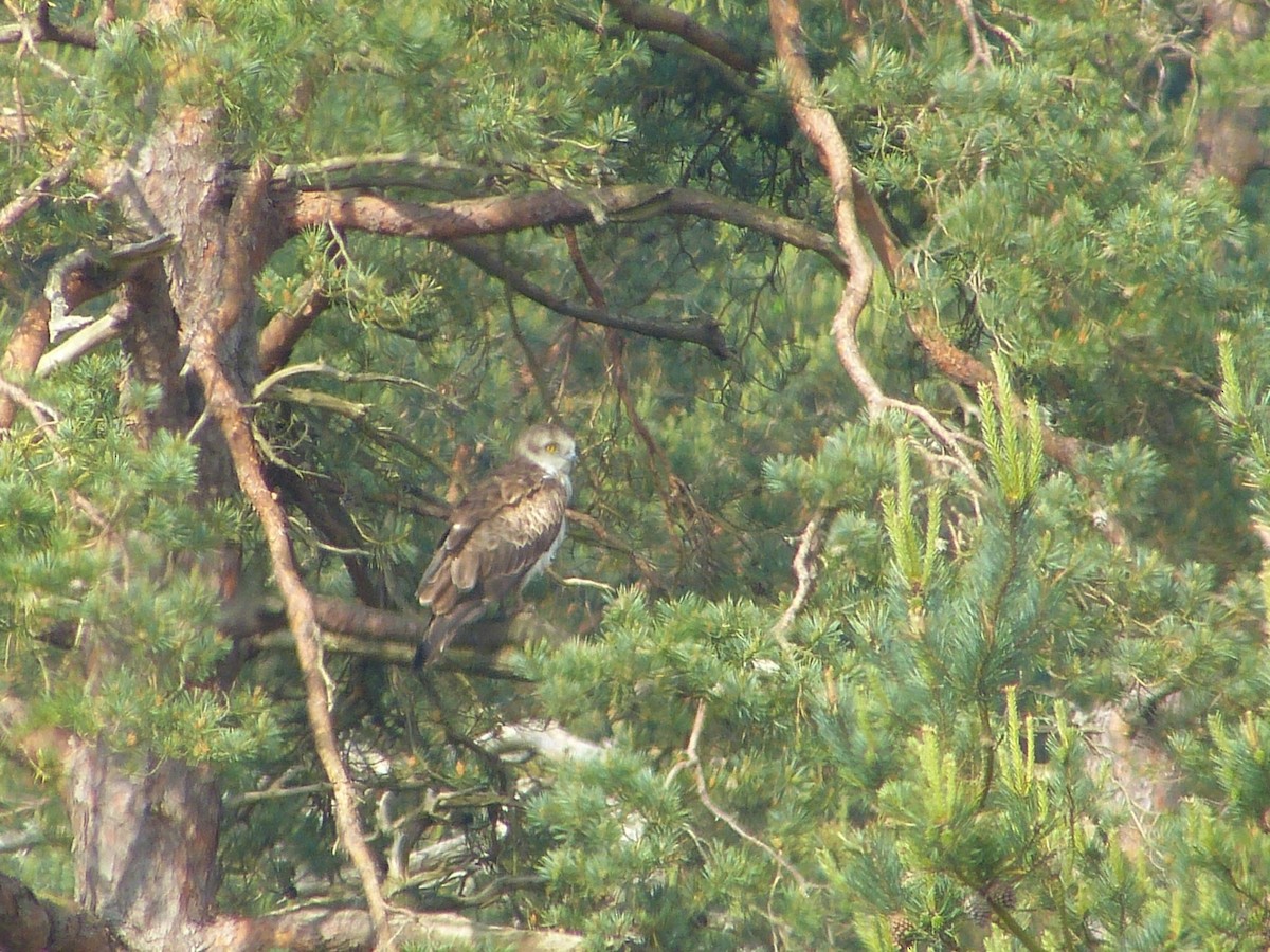 Short-toed Snake-Eagle - ML619807422