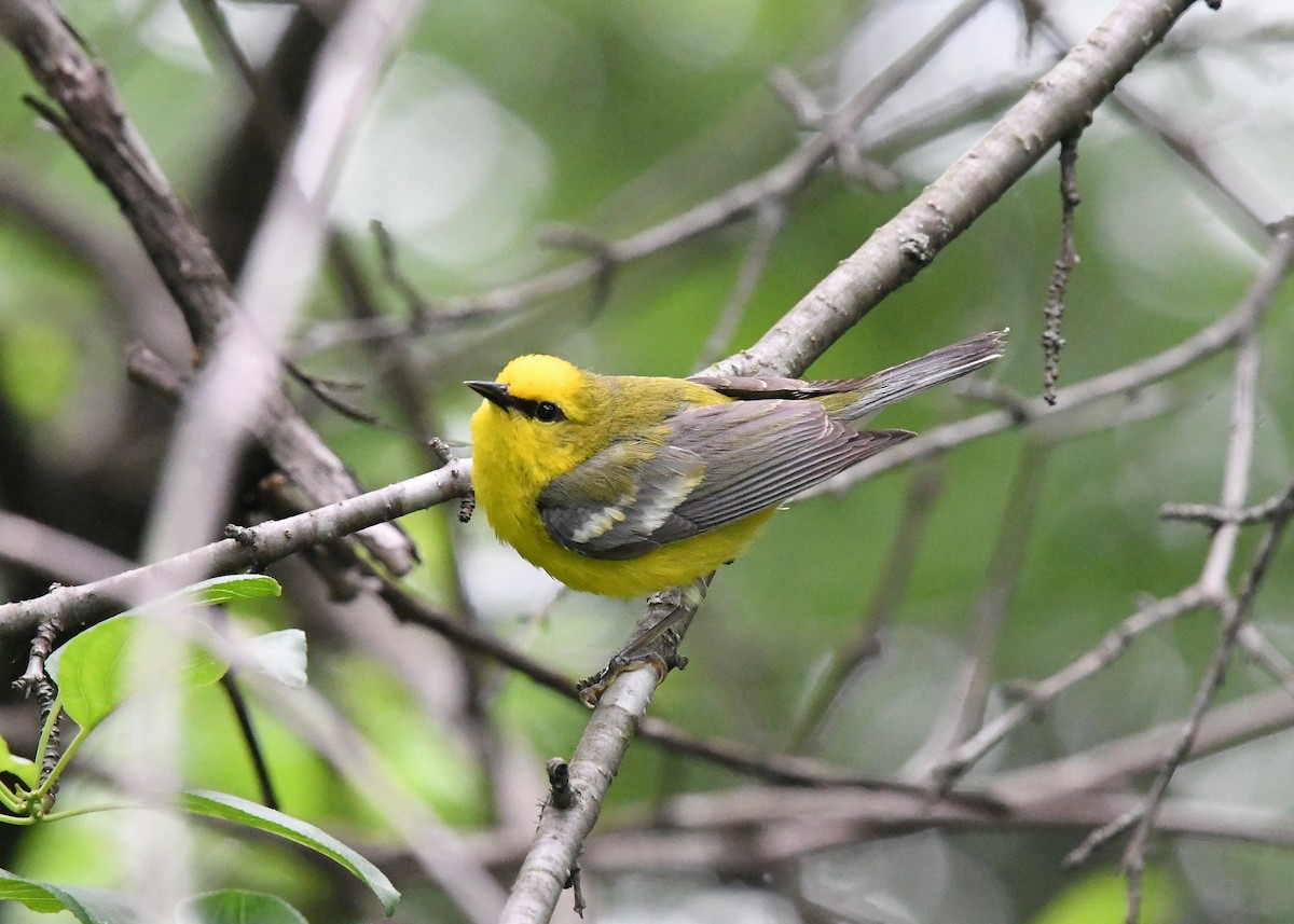 Blue-winged Warbler - ML619807437