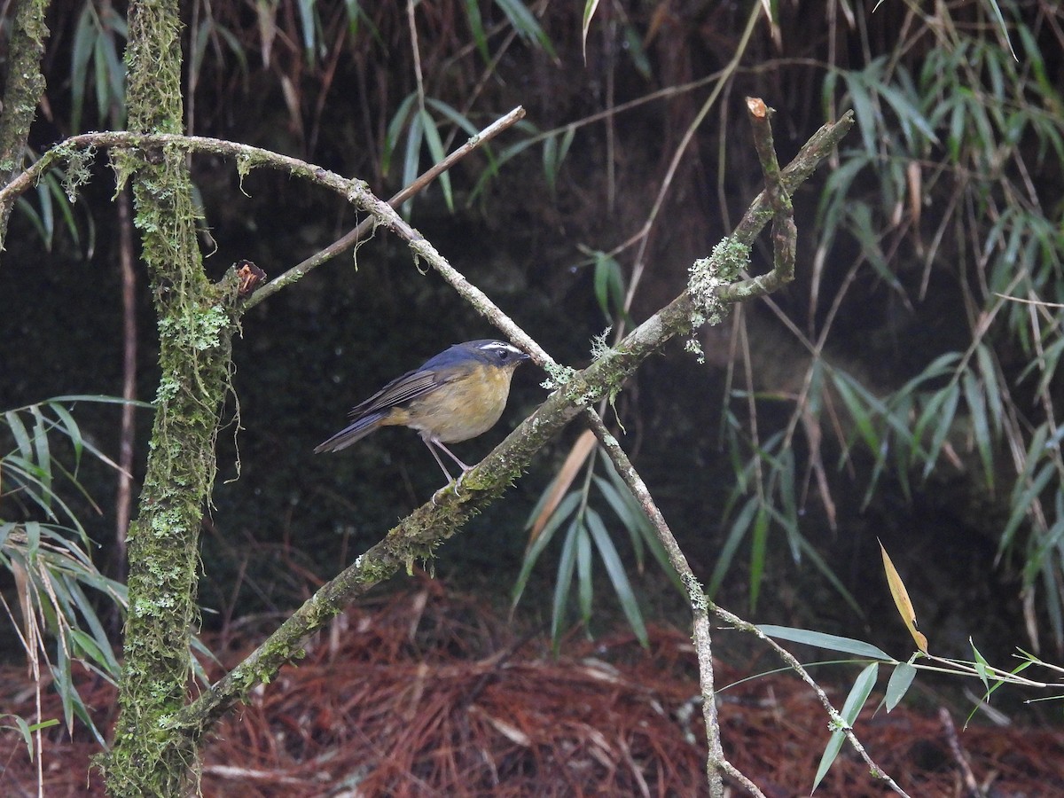 White-browed Bush-Robin (Taiwan) - ML619807442