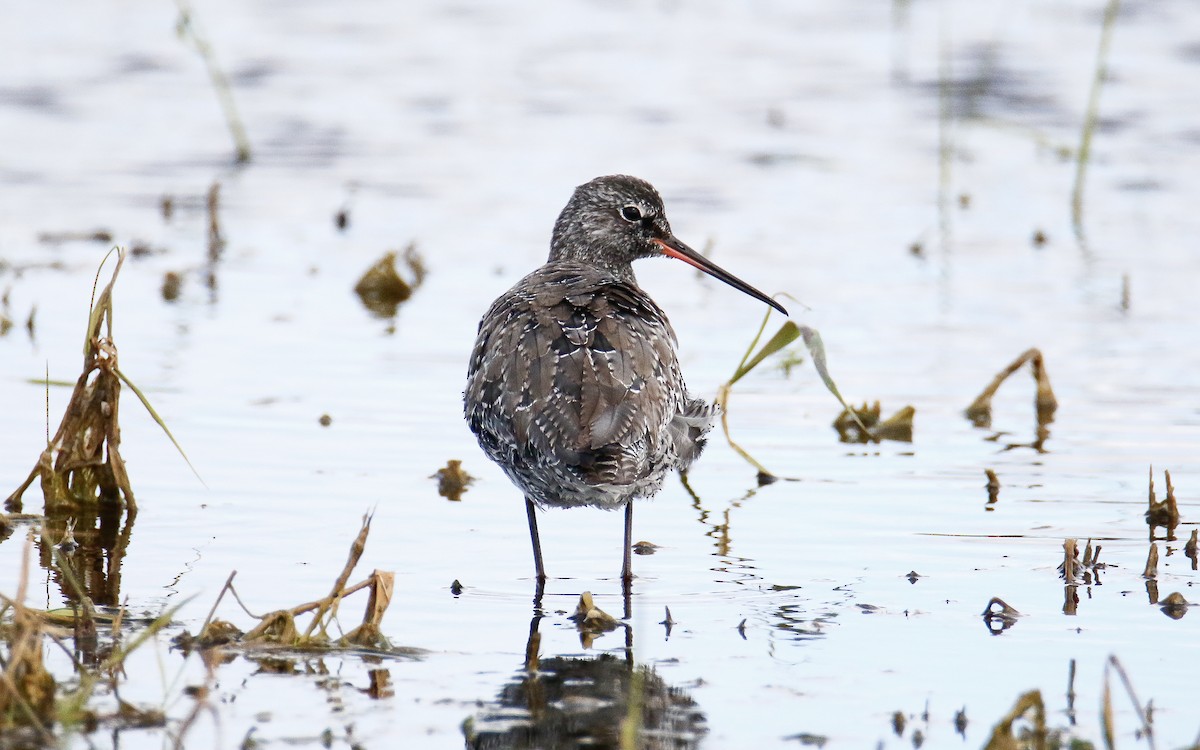 Spotted Redshank - Uku Paal