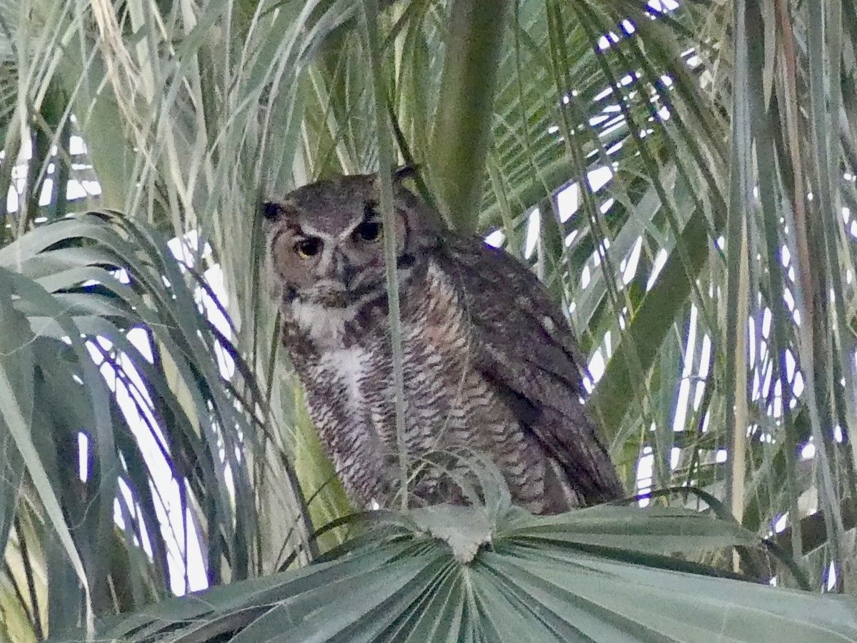 Great Horned Owl - ML619807449