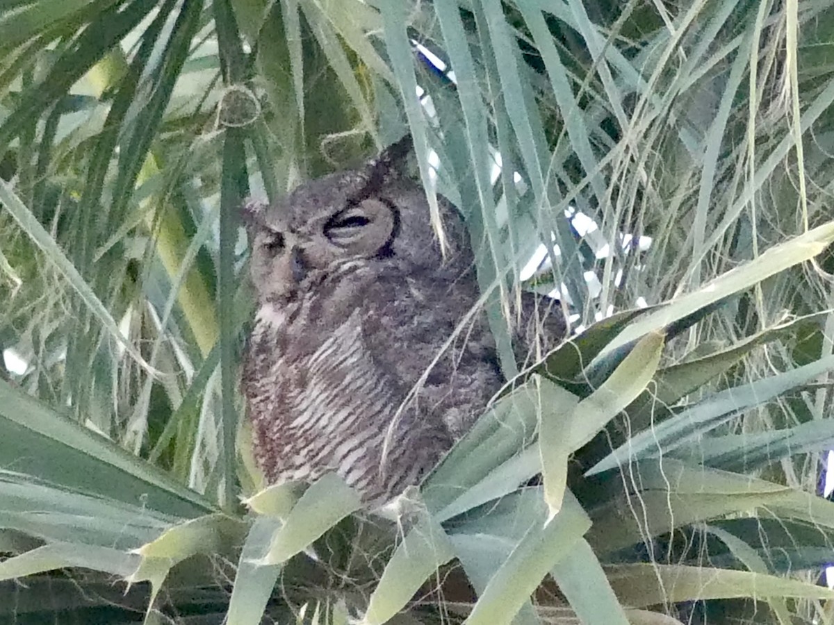 Great Horned Owl - ML619807450