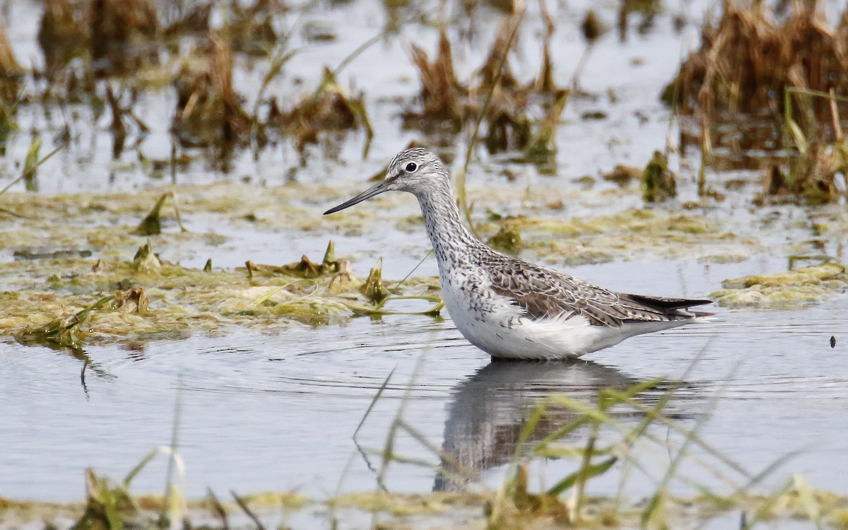 Common Greenshank - ML619807454