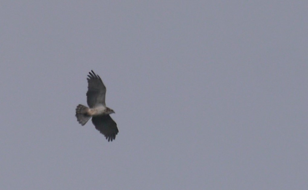 Short-toed Snake-Eagle - ML619807457