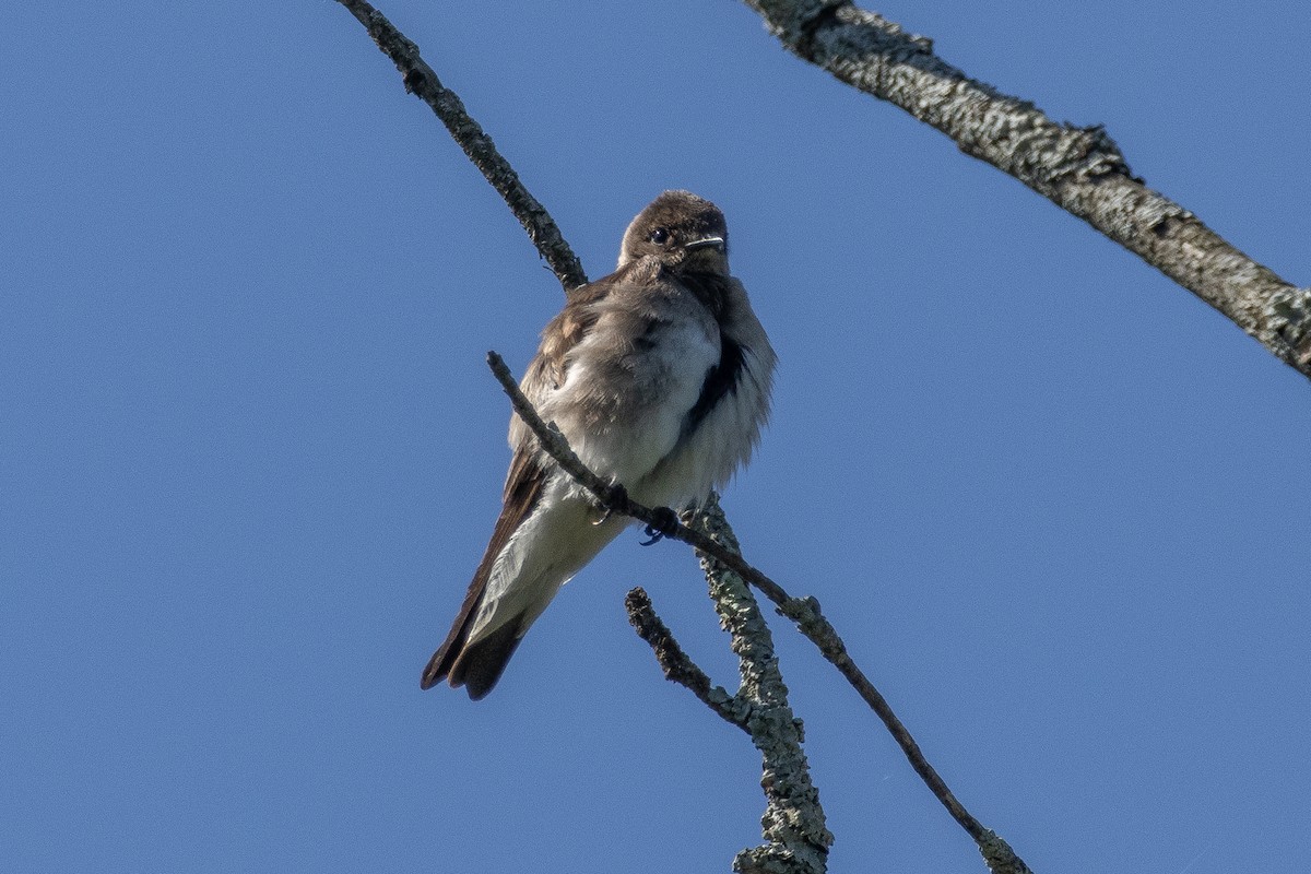 Northern Rough-winged Swallow - ML619807458