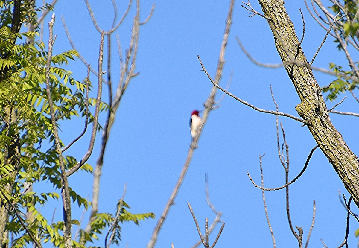 Red-headed Woodpecker - ML619807471