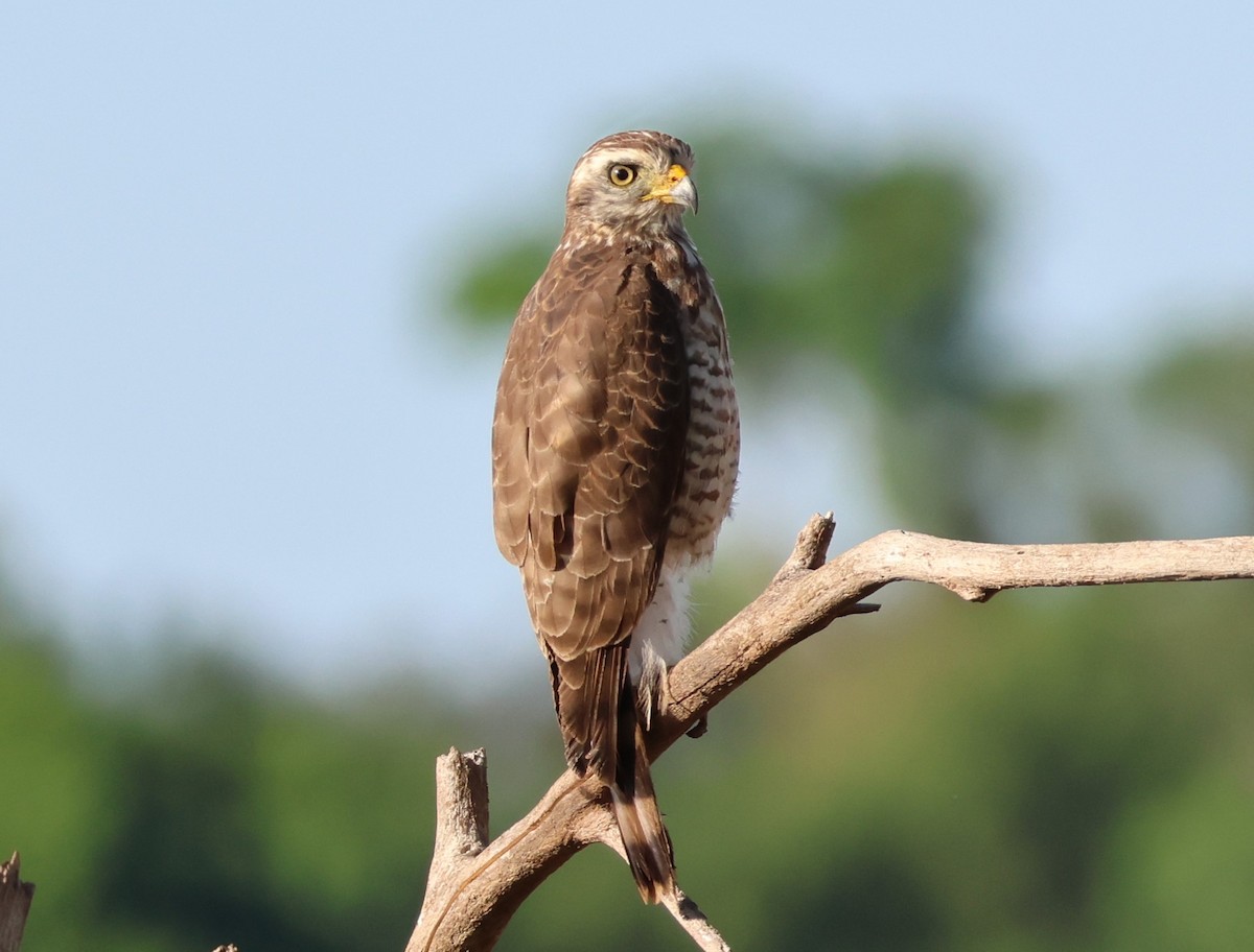 Roadside Hawk - ML619807482