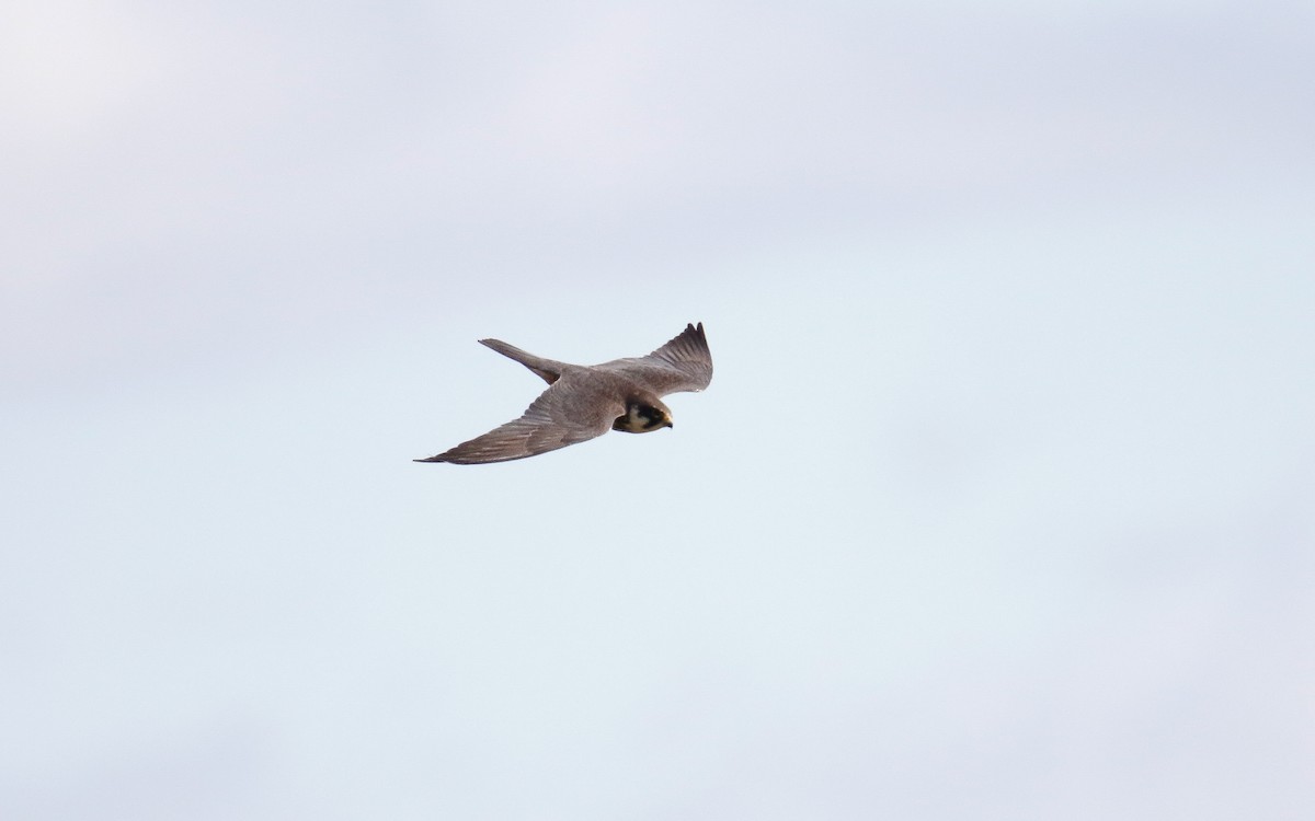 Eurasian Hobby - Uku Paal