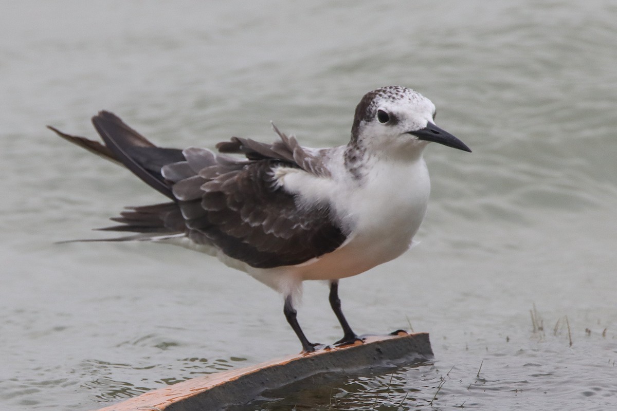 Bridled Tern - ML619807487