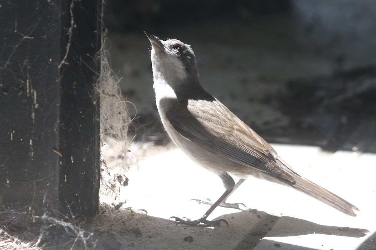 Curruca Zarcerilla - ML619807489