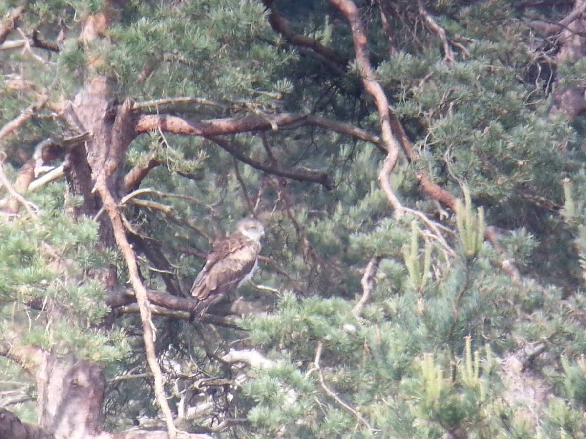 Short-toed Snake-Eagle - ML619807492