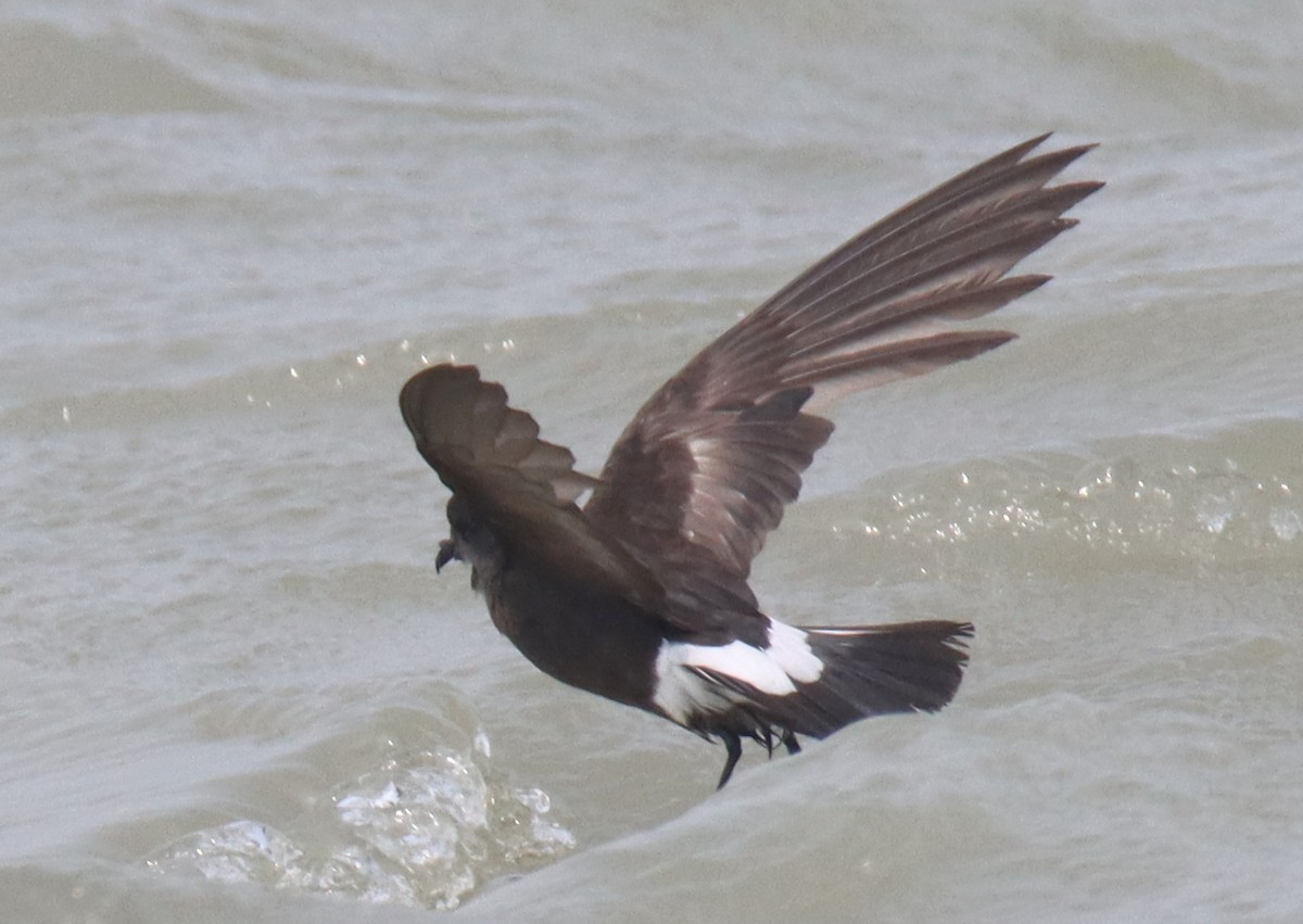 Wilson's Storm-Petrel - ML619807502