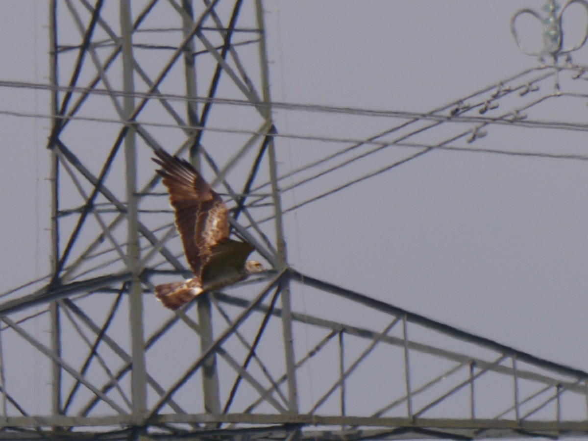 Short-toed Snake-Eagle - ML619807509