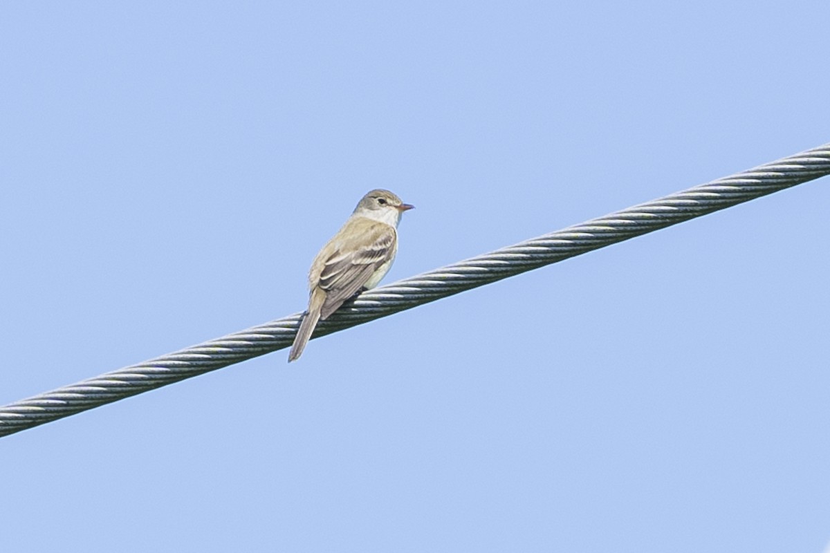 Willow Flycatcher - ML619807513