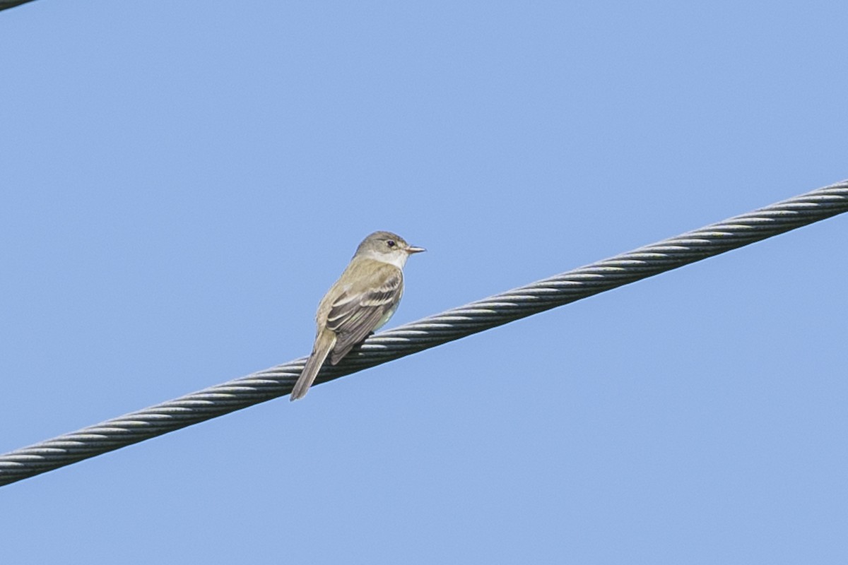 Willow Flycatcher - ML619807514