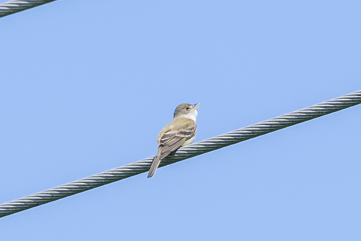 Willow Flycatcher - ML619807515