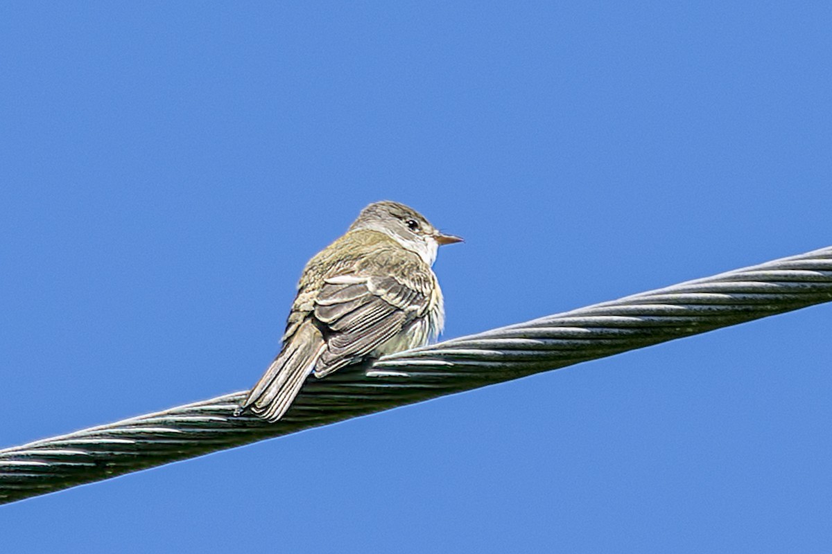 Willow Flycatcher - ML619807516