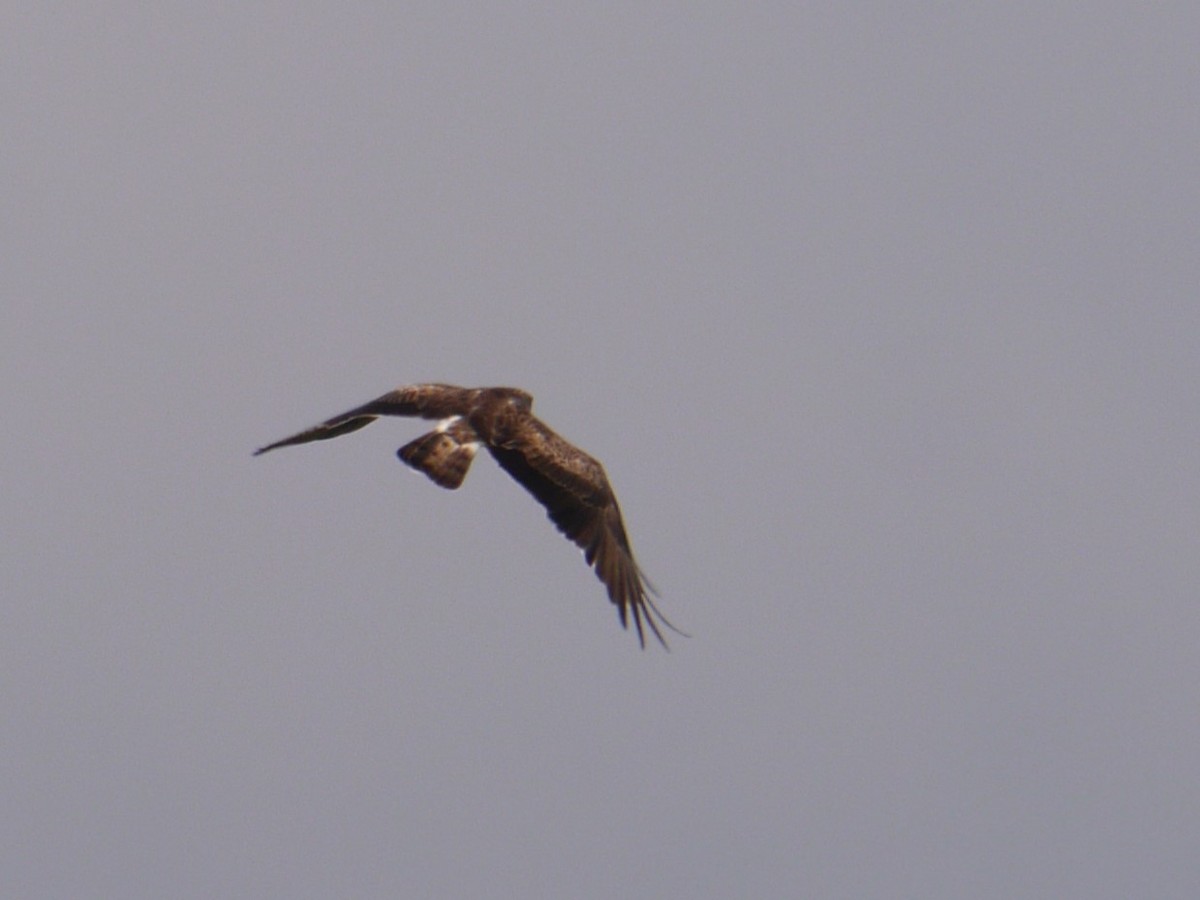 Short-toed Snake-Eagle - ML619807520