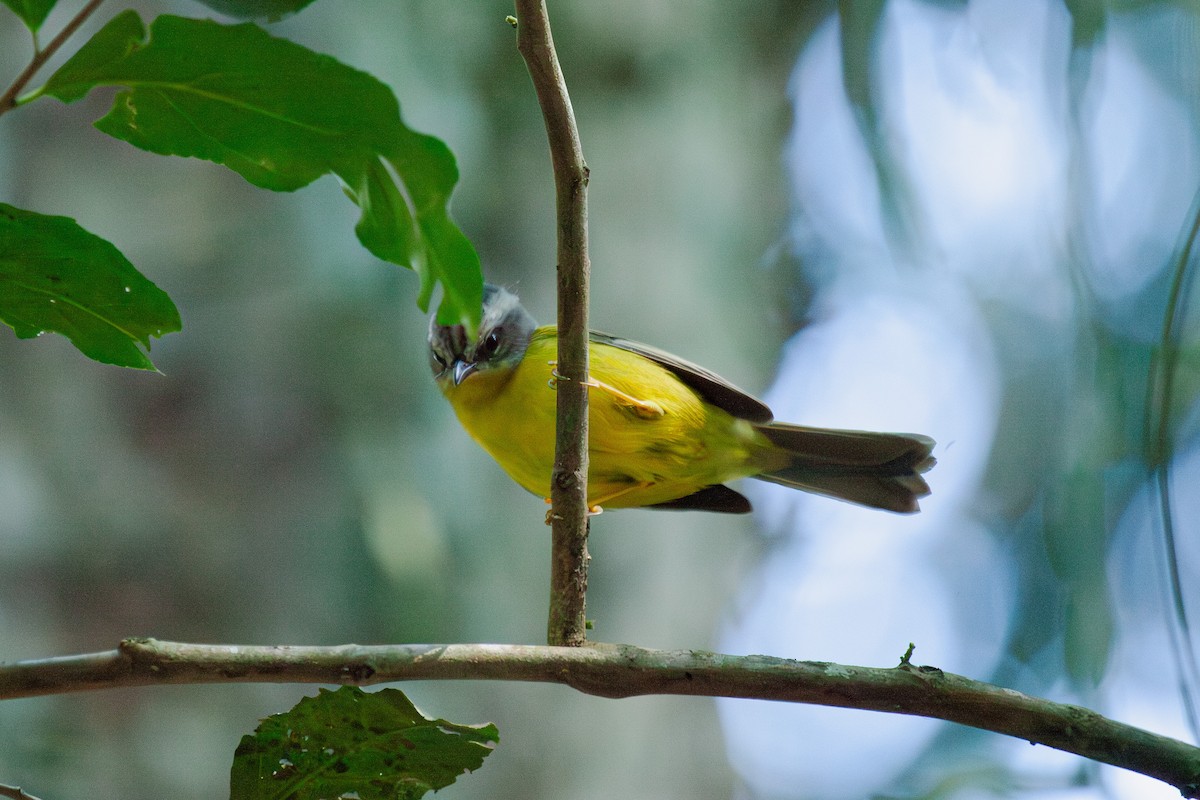 Golden-crowned Warbler - ML619807522