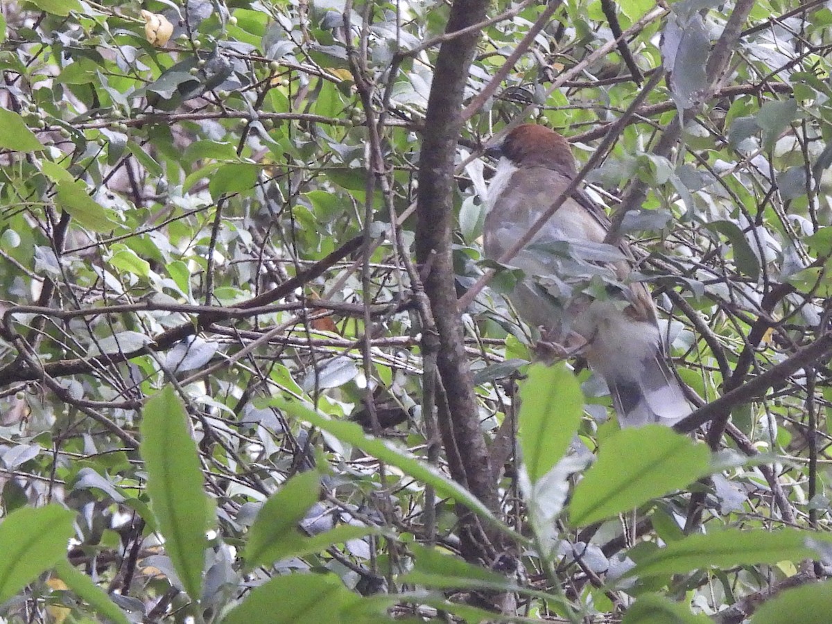 Rufous-crowned Laughingthrush - ML619807533