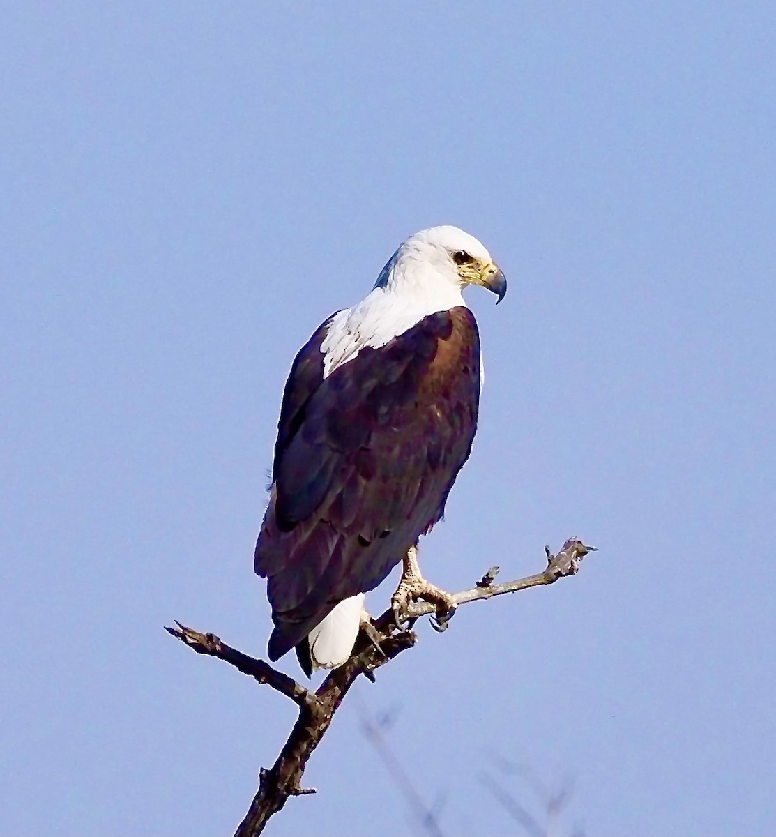 African Fish-Eagle - ML619807537