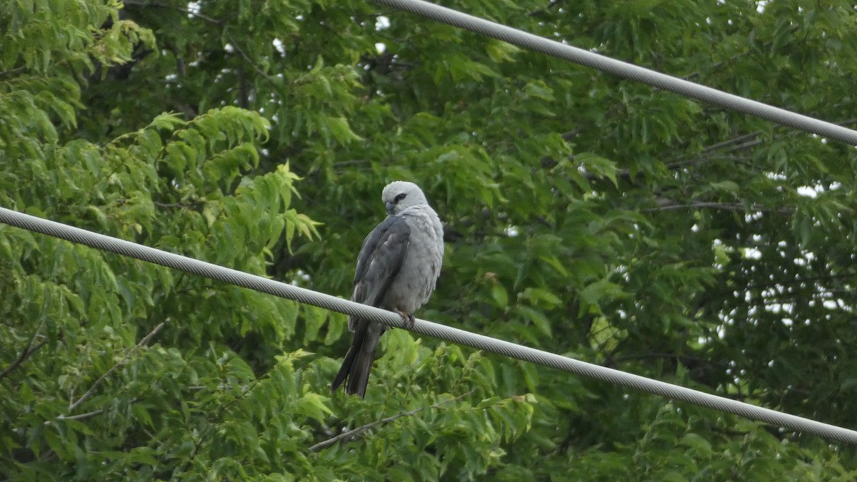 Mississippi Kite - ML619807559