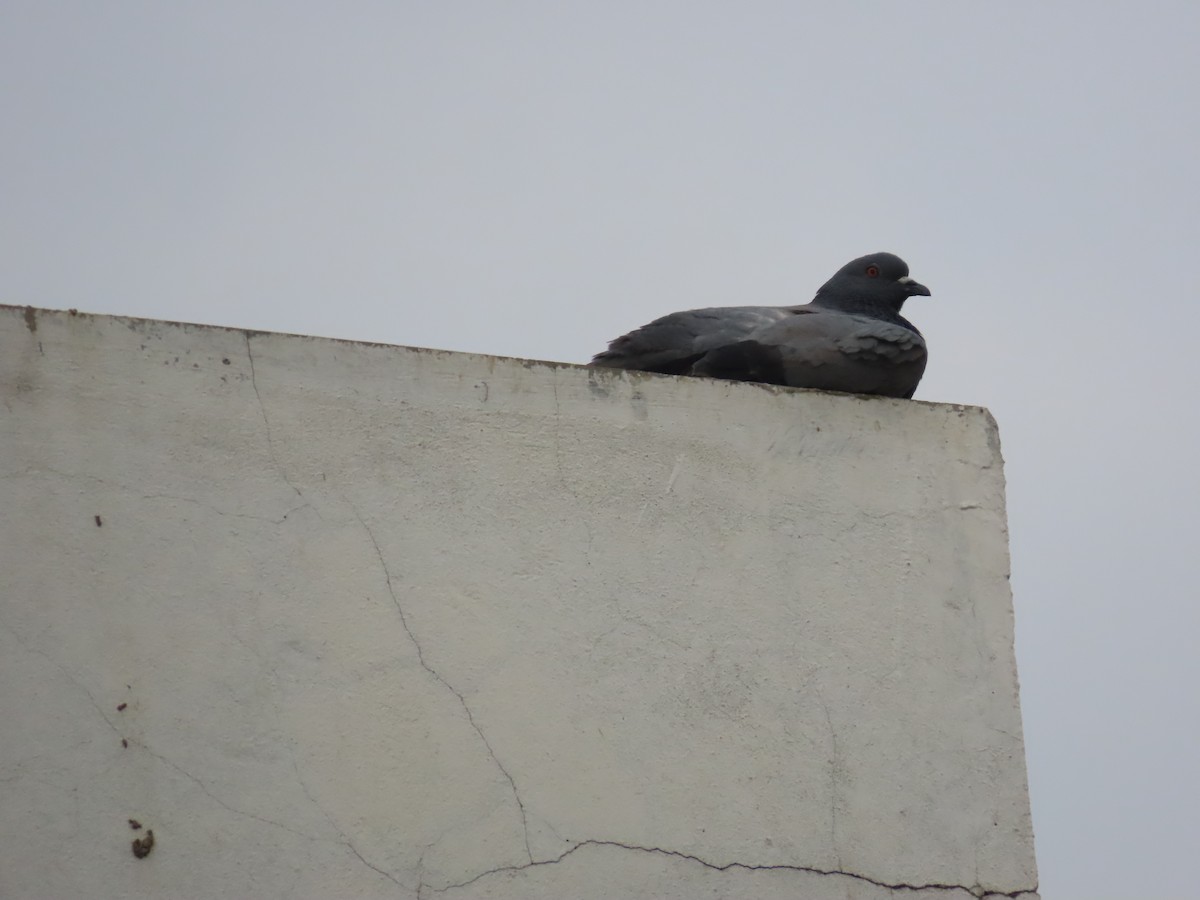 Pigeon biset (forme domestique) - ML619807567