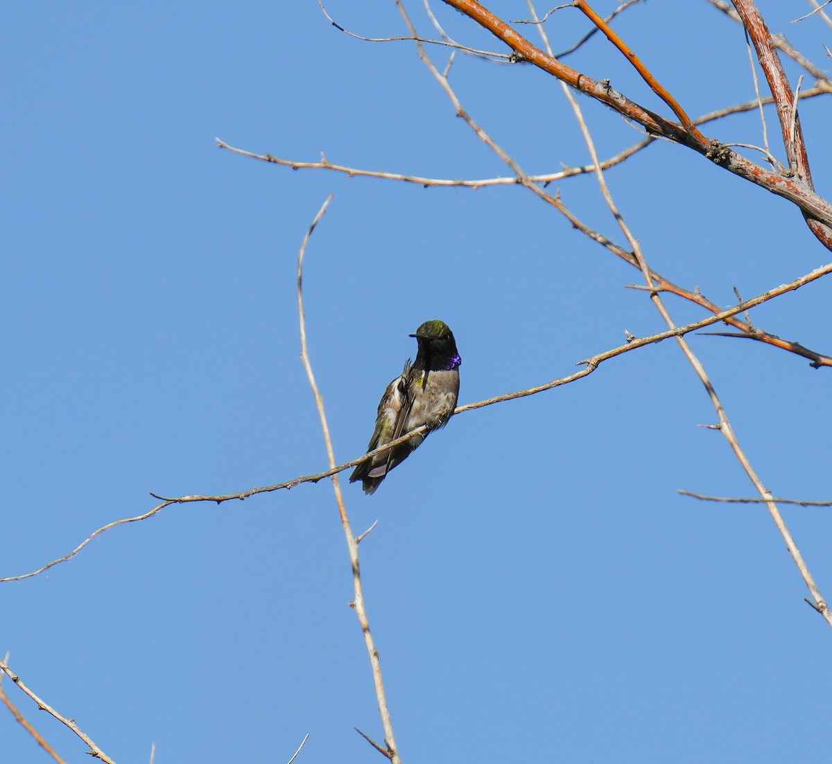 Black-chinned Hummingbird - ML619807569
