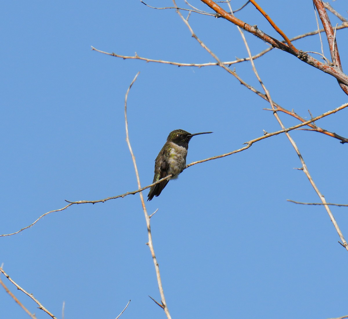 Black-chinned Hummingbird - ML619807570