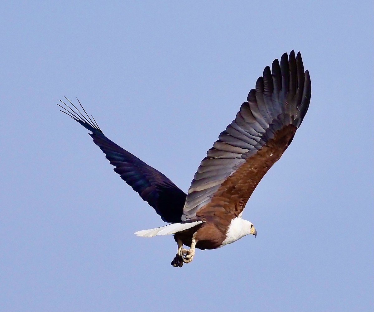 African Fish-Eagle - ML619807572