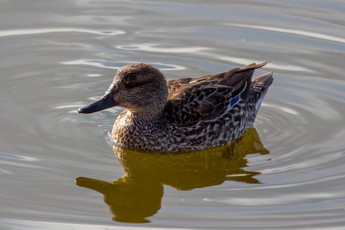 Green-winged Teal - ML619807589