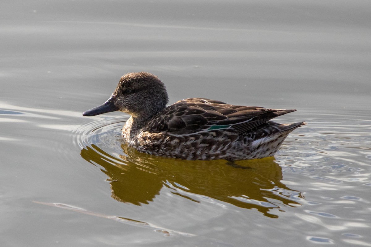 Green-winged Teal - ML619807590