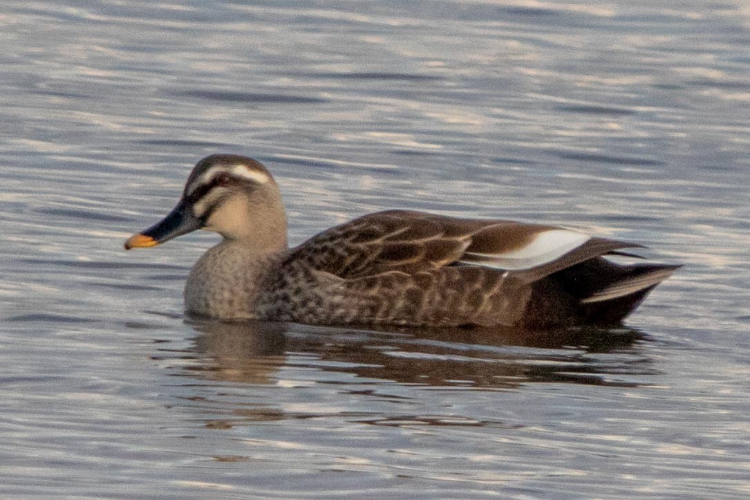 Eastern Spot-billed Duck - ML619807596