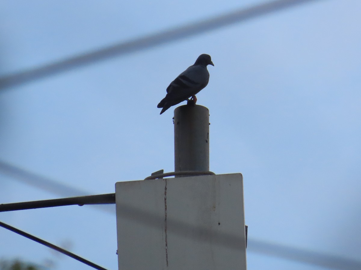 Rock Pigeon (Feral Pigeon) - ML619807606