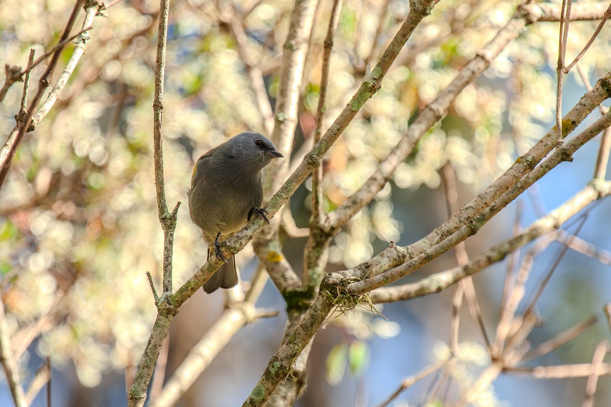 Golden-chevroned Tanager - ML619807611