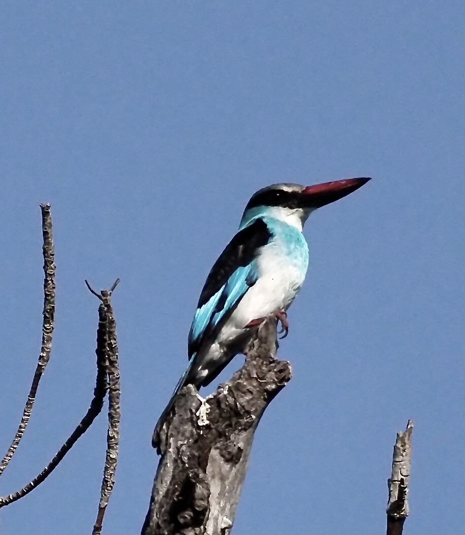 Blue-breasted Kingfisher - Tony Conway