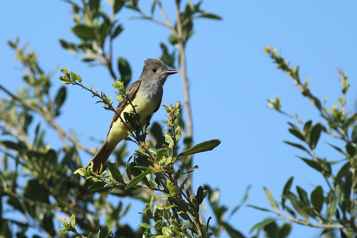 Great Crested Flycatcher - ML619807620